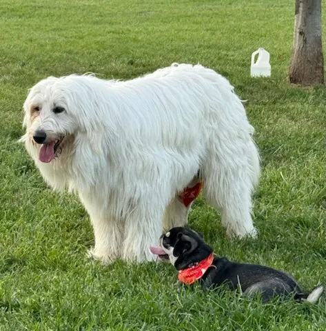 Beardmore Freedom Dog Park 5