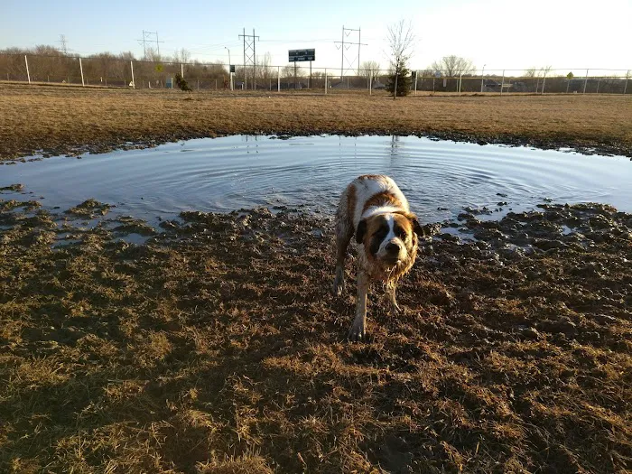 Hefflinger Dog Park 8