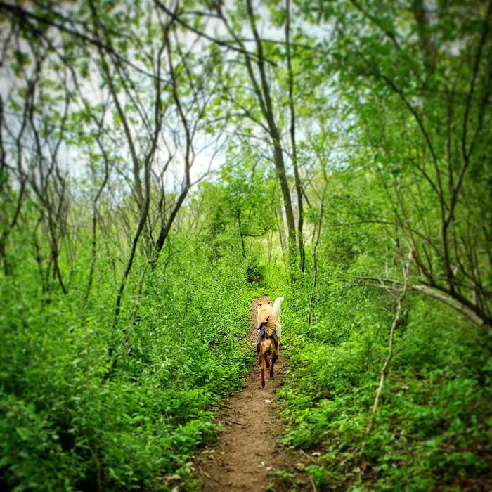 Chalco Hills Dog Exercise Area 9