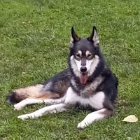 Missouri Valley Dog Park ico