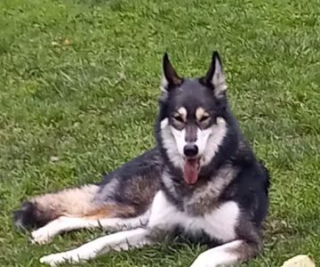 Missouri Valley Dog Park