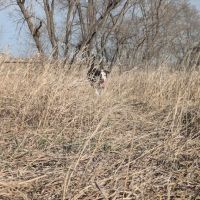 Bark Park Omaha - Private Dog Park ico