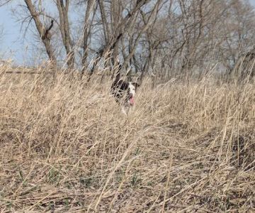 Bark Park Omaha - Private Dog Park
