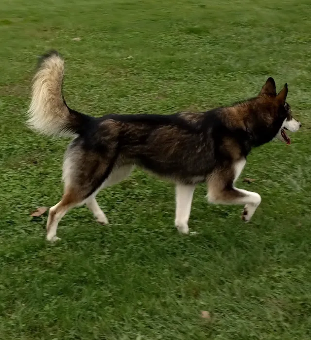 Ashland Dog Park 3