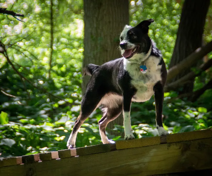 Ashland Dog Park 2