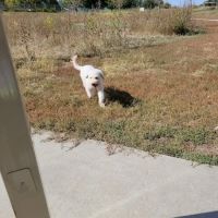 Mahoney Park Dog Run ico
