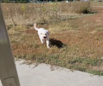 Mahoney Park Dog Run