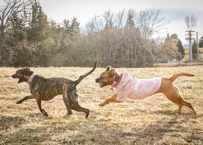 Parking Lot - Holmes Lake Dog Park 3