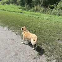 Parking Lot - Holmes Lake Dog Park ico