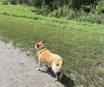 Parking Lot - Holmes Lake Dog Park