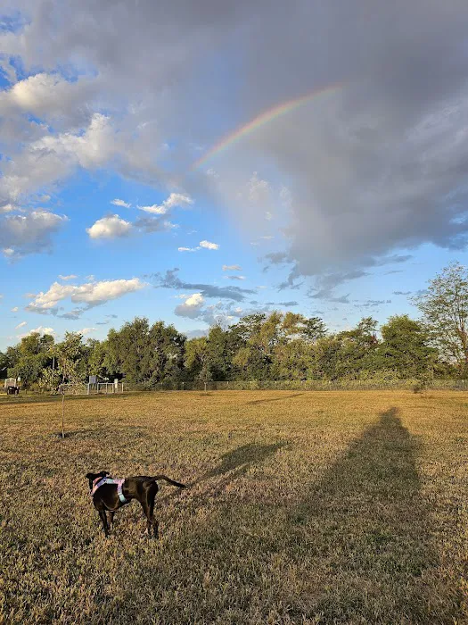 Bowling Lake Dog Park 5