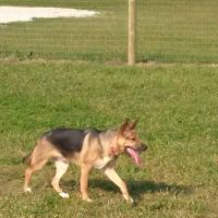 Seward Community Dog Park ico