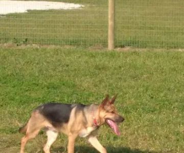 Seward Community Dog Park