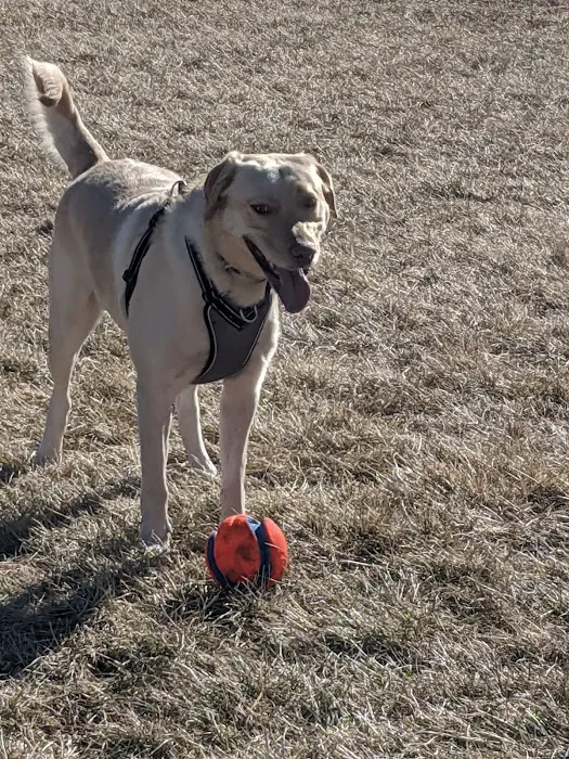 Roper East Dog Run 8