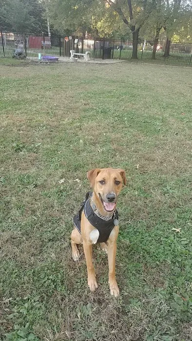 Old Louisville Dog Run (Members Only) 5