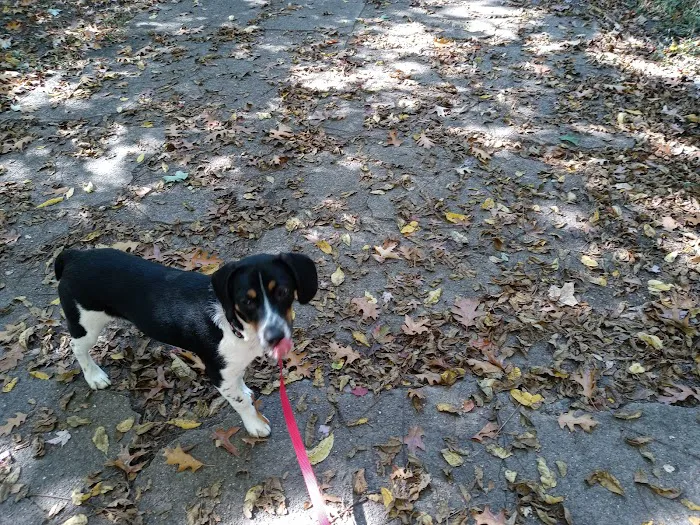 Old Louisville Dog Run (Members Only) 2