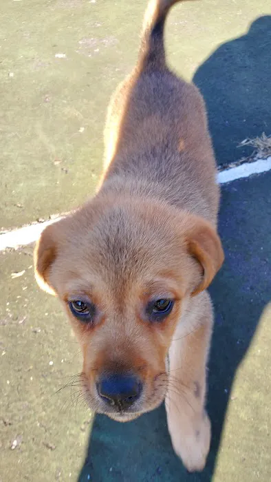 Old Louisville Dog Run (Members Only) 4