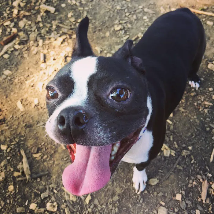 Morton Avenue Dog Park 2