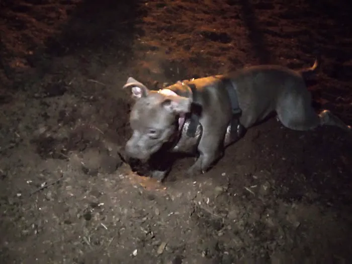 Morton Avenue Dog Park 5