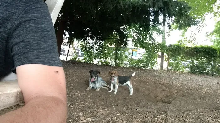 Morton Avenue Dog Park 6
