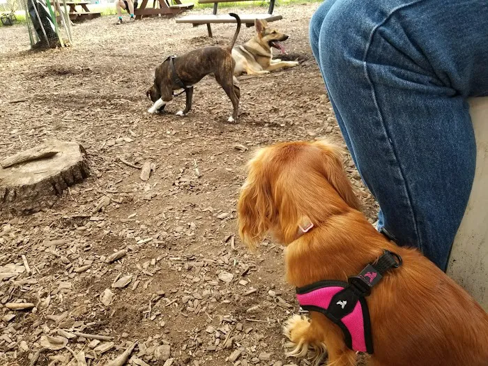 Morton Avenue Dog Park 10
