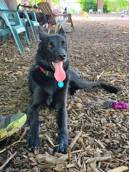 Morton Avenue Dog Park 8