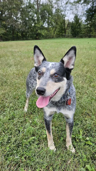 Cochran Hill Dog Run (Members Only) 1