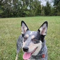 Cochran Hill Dog Run (Members Only) ico