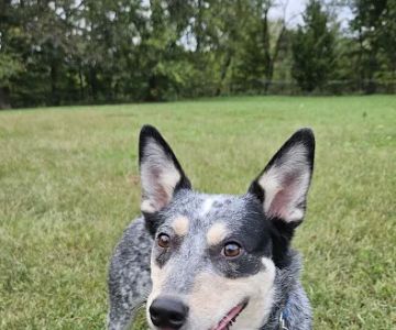 Cochran Hill Dog Run (Members Only)