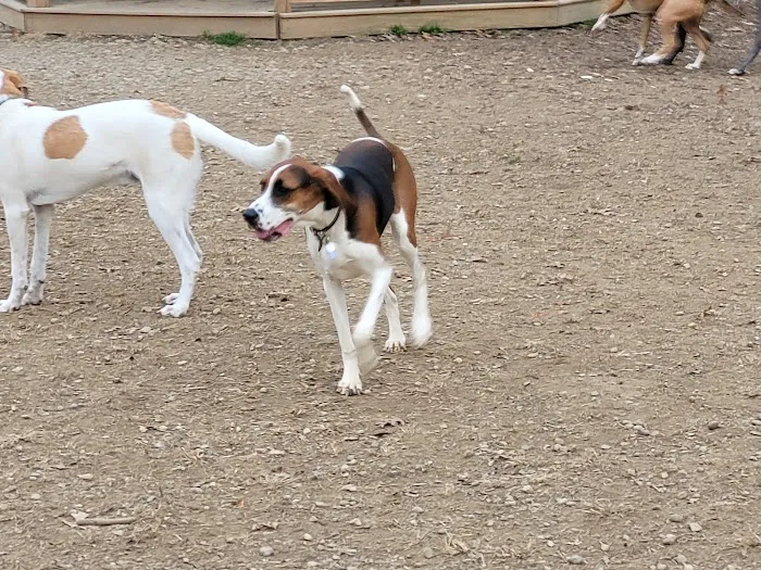 Cochran Hill Dog Run (Members Only) 6