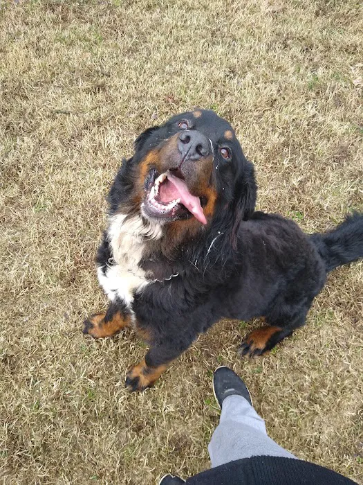 Highland Dog Park (Members Only) 9