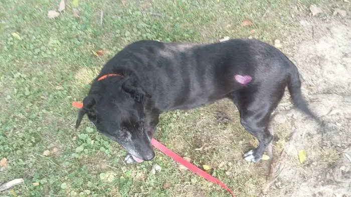 Highland Dog Park (Members Only) 3