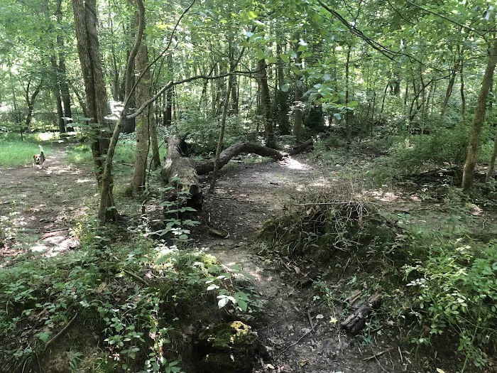 Waverly Dog Run 4