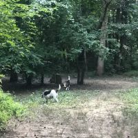 Waverly Dog Run ico