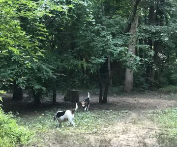 Waverly Dog Run