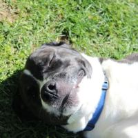 Club K9 Dog Park Bar ico