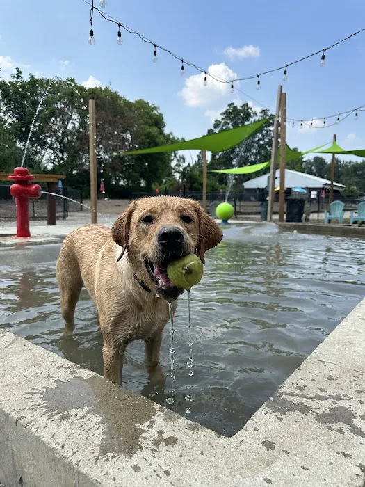 Club K9 Dog Park Bar 5