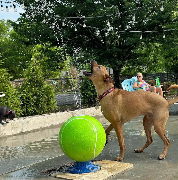 Club K9 Dog Park Bar 3