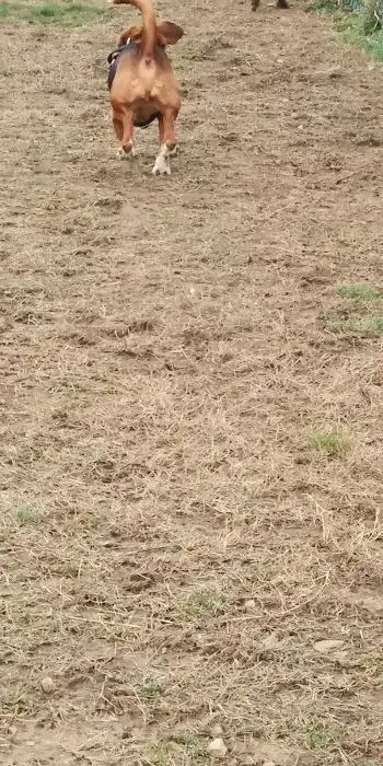 Fort Knox Dog Park 2