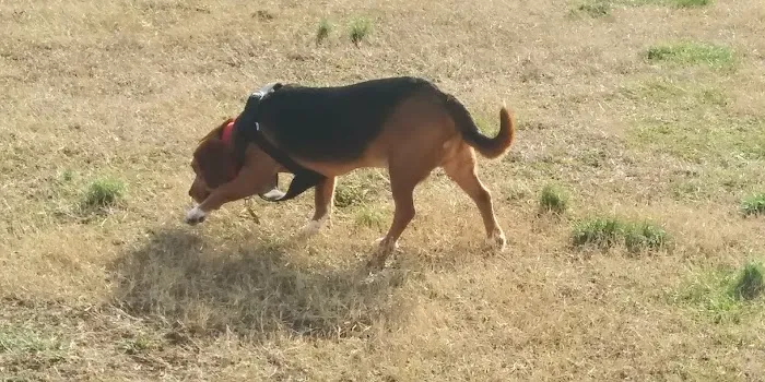 Fort Knox Dog Park 5