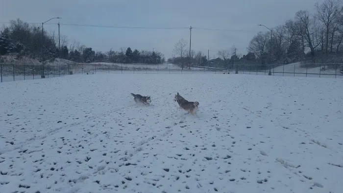 Fort Knox Dog Park 7