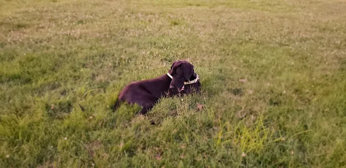 Fort Knox Dog Park 9