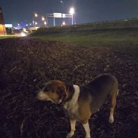 River Market Dog Park ico