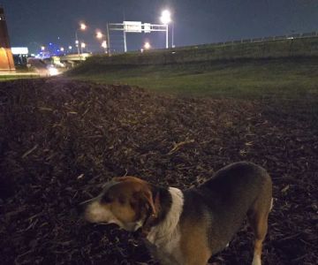 River Market Dog Park
