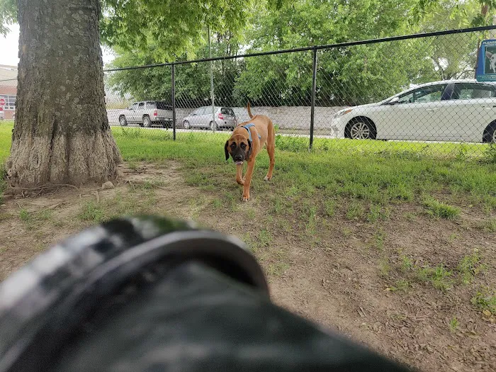 River Market Dog Park 6
