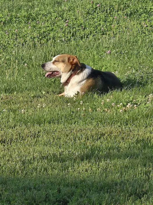 River Market Dog Park 9