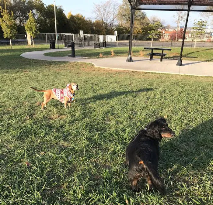 West Terrace Dog Park (private, membership-based park) 9
