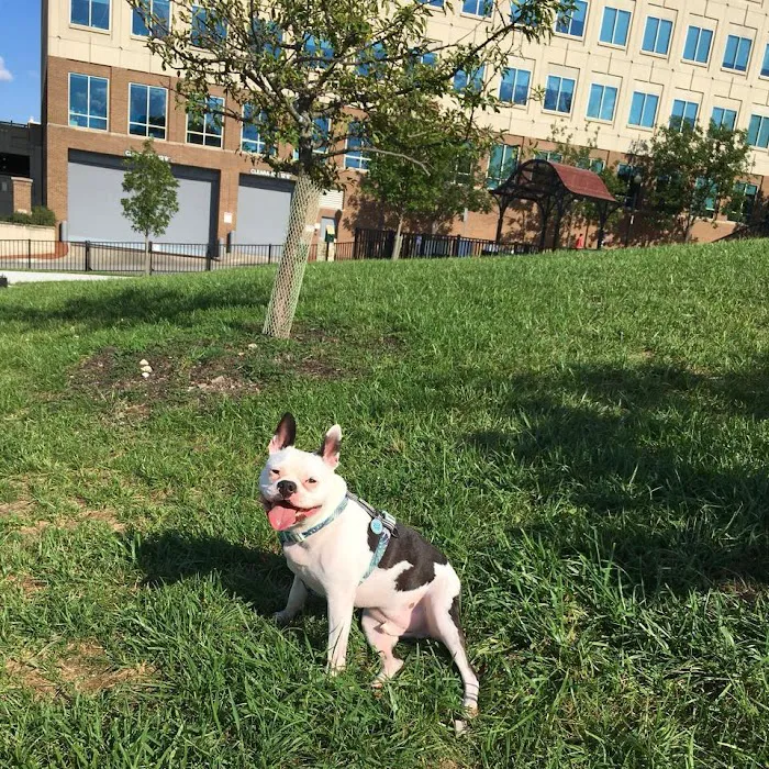 West Terrace Dog Park (private, membership-based park) 7