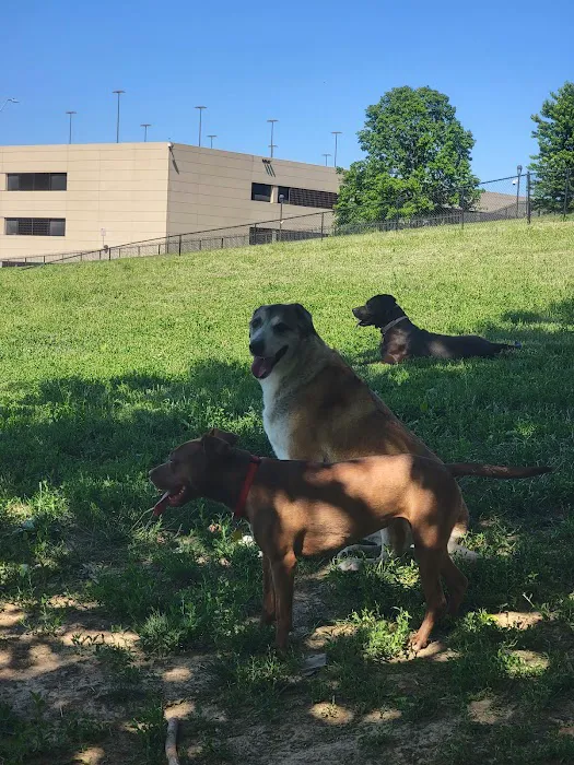 Penn Valley Off Leash Dog Park 9