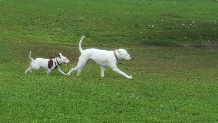 Penn Valley Off Leash Dog Park 5
